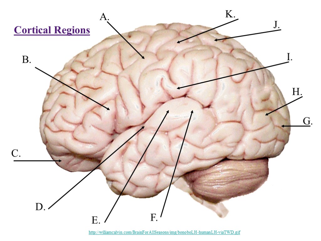 Cortical Regions A. B. C. D. E. F. G. H. I. J. K. http://williamcalvin.com/BrainForAllSeasons/img/bonoboLH-humanLH-viaTWD.gif
